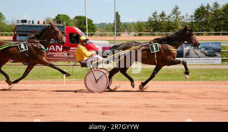 Una corsa al traguardo, Ippodromo di Graignes, Graignes-Mesnil-Angot, basse-Normandie, Francia, Europa Foto Stock