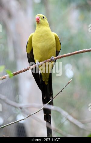 Il maschio adulto Regent Parrot ha un aspetto generale giallo con la coda e i bordi esterni delle ali che sono blu scuro-nero. Ha una spalla gialla Foto Stock