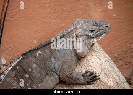 il rinoceronte iguana una lucertola a testa pesante e corposa con gambe robuste e coda appiattita verticalmente. Una cresta di scale corna appuntite si estende f Foto Stock