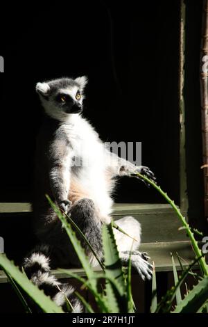 Le dorsi dei lemuri dalla coda ad anello sono di colore da grigio a bruno roseo con arti grigie e teste e colli di colore grigio scuro. Hanno pance bianche. I loro volti sono bianchi e scuri Foto Stock