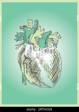 Illustrazione medica di un vettore cardiaco Illustrazione Vettoriale