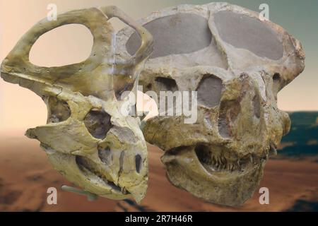 Protoceratops è un genere estinto di protoceratopsid ceratopsus dinosauro che visse nel tardo Cretaceo, circa 80 milioni di anni fa (Campaniano) Foto Stock