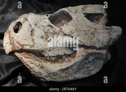 Protoceratops è un genere estinto di protoceratopsid ceratopsus dinosauro che visse nel tardo Cretaceo, circa 80 milioni di anni fa (Campaniano) Foto Stock