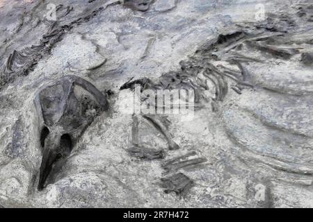 Protoceratops è un genere estinto di protoceratopsid ceratopsus dinosauro che visse nel tardo Cretaceo, circa 80 milioni di anni fa (Campaniano) Foto Stock