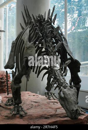 Tuojiangosaurus Multispinus è una specie di dinosauro stegosauride che visse in Cina durante il tardo periodo giurassico. Foto Stock