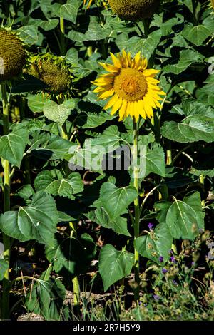 Girasoli che maturano al sole una mattina d'estate in un campo vicino Burgos, Spagna Foto Stock