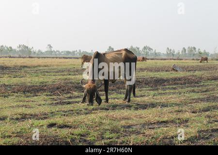 Le mucche mangiano erba nei campi in Thailandia durante la stagione secca. Foto Stock