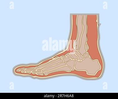 illustrazione medica piede umano Illustrazione Vettoriale