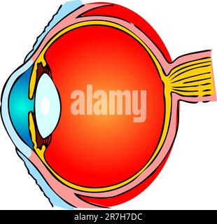 Anatomia oculare, illustrazione medica umana, emblema, schema Illustrazione Vettoriale