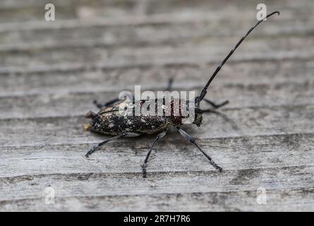 Scarabeo di Sawyer bianco macchiato con infestazione di acari rossi sul collo Foto Stock