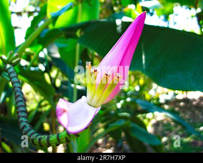 Primo piano vista dettagliata dei fiori di banana (Musa). Foto Stock