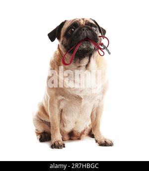 Carino cane pug tenendo il guinzaglio in bocca su sfondo bianco Foto Stock
