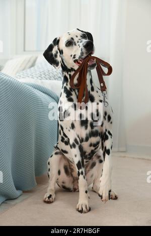 Adorabile cane dalmata che tiene il guinzaglio in bocca al chiuso Foto Stock