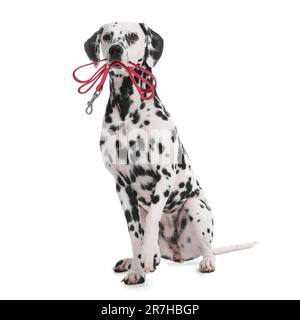 Adorabile cane dalmata che tiene il guinzaglio in bocca su sfondo bianco Foto Stock