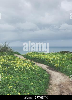 Una pittoresca strada sterrata si estende attraverso un campo luminoso e soleggiato di fiori gialli dorati Foto Stock