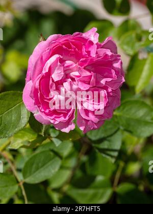 'Mary Rose, Ausmarya' Inglese Rose, Engelsk ros (Rosa) Foto Stock