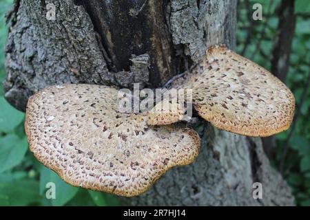 Il fungo schiena del fagiano cresce da un albero a Camp Ground Road Woods a Des Plaines, Illinois Foto Stock