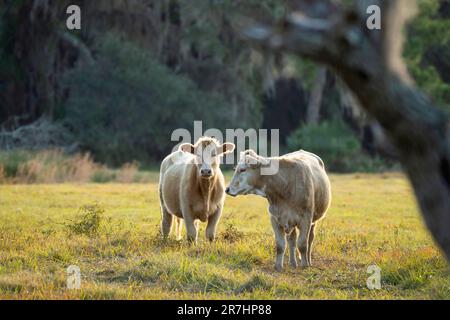 Mucche da latte che pascolo sul pascolo verde fattoria il giorno d'estate. Alimentazione di bestiame su prati agricoli Foto Stock