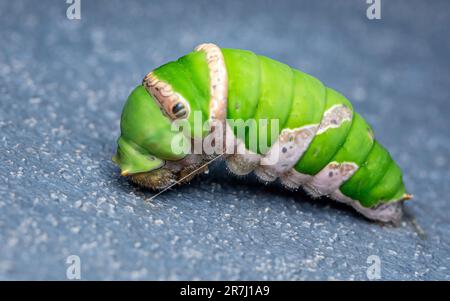 Primo piano di un bruco farfalla di calce, verde e carino bruco su parete di cemento. Foto Stock