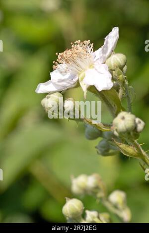 Primo piano macro immagine di Himalayan blackberry fiore e germogli, Rubus armeniacus Foto Stock