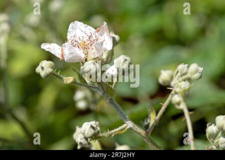 Primo piano macro immagine di Himalayan blackberry fiore e germogli, Rubus armeniacus. Messa a fuoco selettiva Foto Stock