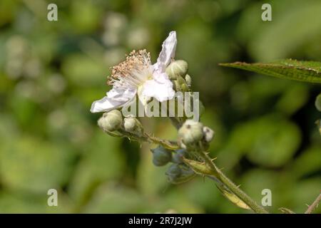 Primo piano macro immagine di Himalayan blackberry fiore e germogli, Rubus armeniacus. Vista laterale Foto Stock