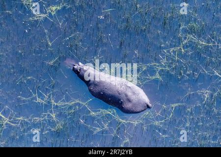 Teleobiettivo aereo di un ippopotamo particolarmente sommerso nelle paludi del Delta dell'Okavango in Botswana. Foto Stock