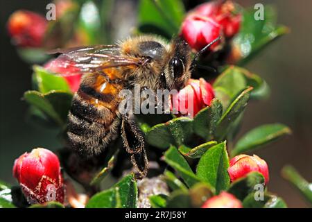 Nutrire le API in un giardino, Regno Unito. Foto Stock