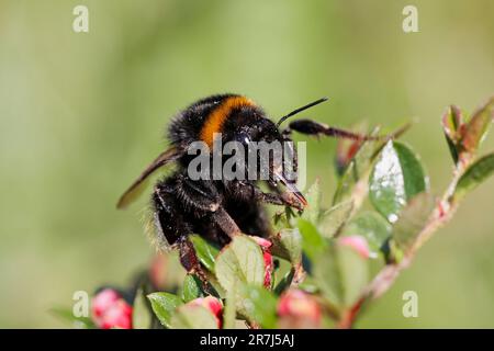 BUMBLE BEE (Bombus Terrestris) CON CODA DI rondine, con lingua o probosi estesa, Regno Unito. Foto Stock