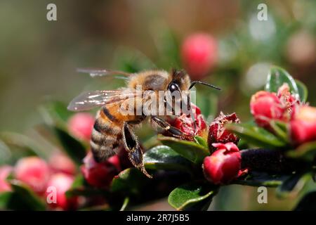 API MELLIFERA (Apis mellifera) che si nutrono dei boccioli di fiori rossi di Cotoneaster orizzontalis in un giardino periferico, Regno Unito. Foto Stock