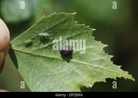 Primo piano sul lato inferiore di una foglia di betulla con uova di coccinella appena schiusa. Larve e afidi giovani. Primavera, giardino olandese Foto Stock