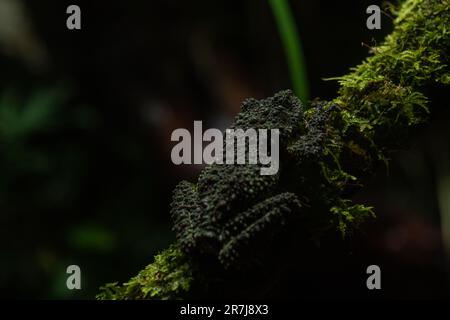 Rana mossy (Theloderma corticale), rana nell'habitat naturale, Vietnam. La natura della vita vedova in Asia. Anfibio sulla vecchia vegetazione, sfondo scuro, sele Foto Stock