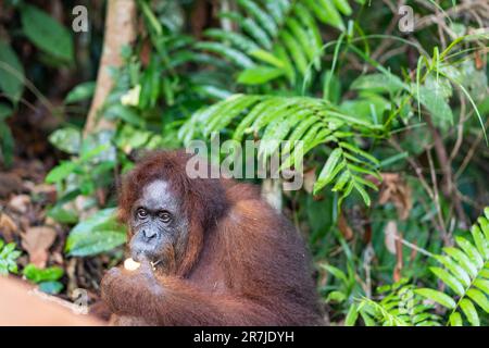 Ritratto di Orangutan borneico, Pango pygmaeus in latino, orangutan semi-selvaggio nella Riserva Naturale Semenggoh a Kuching, Sarawak, Malesia Foto Stock