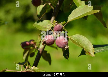 Mela Malus Rudolph albero con frutti di mela rosso scuro. Foto Stock