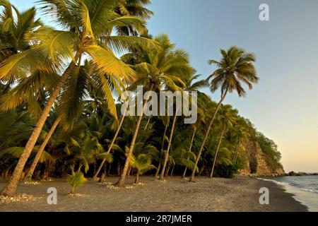 Le fronde di palme da cocco (Cocos nucifera) ondeggia nel vento sulla spiaggia di Anse Chastanet vicino a Soufriere, Santa Lucia. Foto Stock