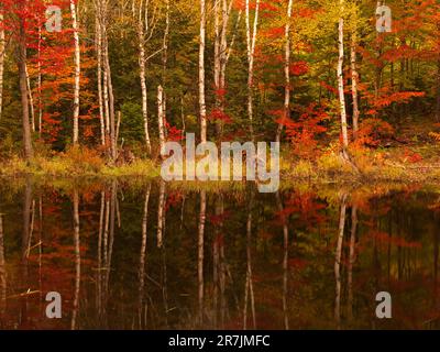 Il fogliame autunnale, punteggiato da tronchi bianchi di betulla (Betula papyrifera), si riflette nel drenaggio di Jerome Brook al di fuori di Log Falls Dam Road nel trasporto del posto Township nel Maine occidentale. Foto Stock