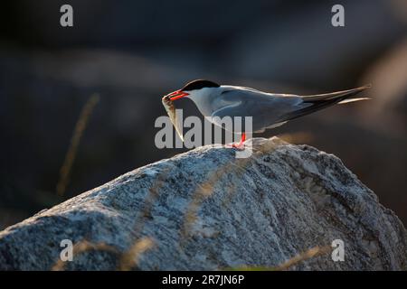 Tern comune, Sterna hirundo, sull'Isola di Egg Rock orientale, Maine. Foto Stock