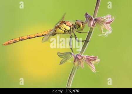 Dragonfly sul fiore Foto Stock