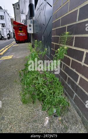 London-Rocket - Sisymbarrium irio Foto Stock