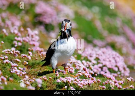 Carino puffin seabird 'Fratercula artica' con pesce in becco o becco circondato da rosa Sea Thrift fiori 'Armeria maritima'. Isole Saltee, Irlanda Foto Stock