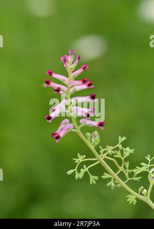 Fumitory a fiore denso - Fumaria densiflora Foto Stock