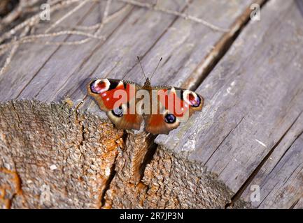 Farfalla Peacock con ali aperte su una superficie di legno. Primo piano di insetti. Red Butterfly. Aglais io. Pavone europeo. Foto Stock