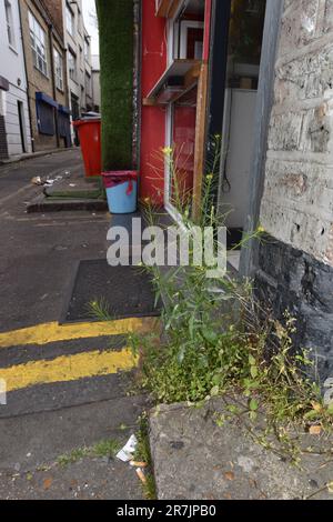 London-Rocket - Sisymbarrium irio Foto Stock