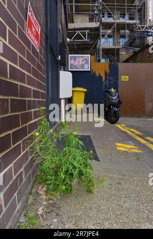 London-Rocket - Sisymbarrium irio Foto Stock