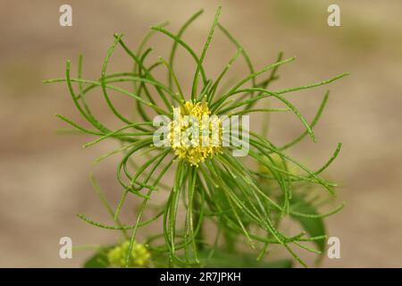 London-Rocket - Sisymbarrium irio Foto Stock