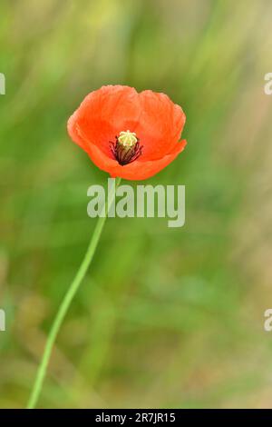 Poppy a testa lunga - papaver dubium Foto Stock