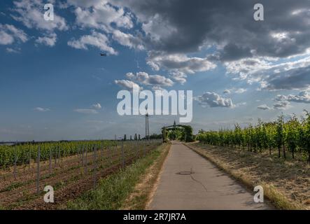 Vigneti nel Parco Regionale Rhein Main vicino alla Warte Floersheimer Foto Stock