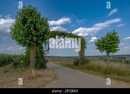 Vigneti nel Parco Regionale Rhein Main vicino alla Warte Floersheimer Foto Stock