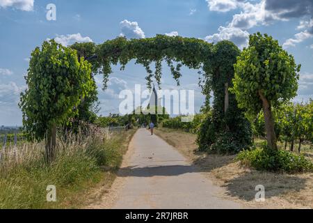 Vigneti nel Parco Regionale Rhein Main vicino alla Warte Floersheimer Foto Stock