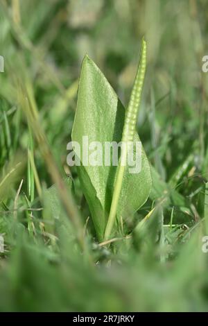Adder's-Tongue Fern - Ophioglossum vulgatum Foto Stock